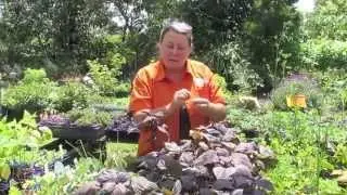 Red Perilla shiso