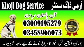 Army Dog Center Multan . Khanewal . Vehari . Tunsa. LAYYAH | Khoji Dogs Multan | Fauji Kutta 