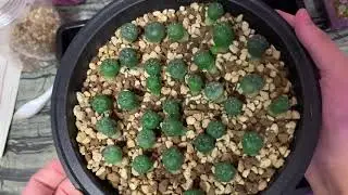 Repotting Lophophora Seedlings Pain (Part 1)