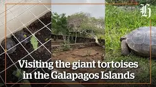 Visiting the giant tortoises of the Galapagos Islands