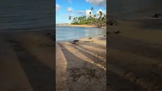 The Biggest TURTLES everywhere at poipu beach #travel #hawaii #kauai #beach #scenery #turtles