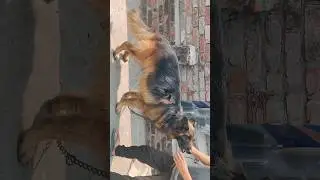 Long Coat German Shepherd Real price in India | Fir mat kehna Anmol Apne btaya nahi #shorts #Dog