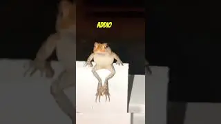Semplicemente rane 🐸 #doppiaggio #frogs