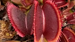 Potting Venus flytrap