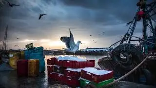 MBA in Seafood Management