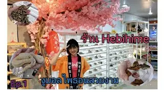 งูบอล​ไพ​ธ​อน​สวยงาม​(ร้าน Hebihime)​🐍Ep.1