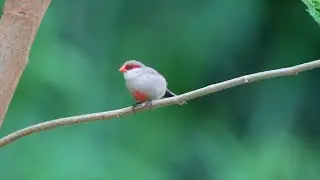 Common Waxbill's call