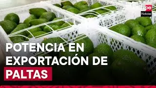 Per&uacute; es segundo mayor exportador de paltas