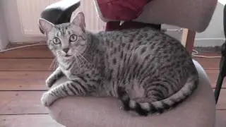 Le Chat qui pense.