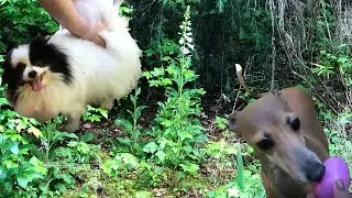 Dog Easter Egg Hunt 2019  - Italian Greyhound, Cecily, and Pomeranian, Puff