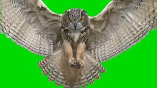 Flying owl on green screen | chroma key | no copy right | flying bird on green screen video