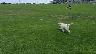 Children playing frisbee with Maui in Oak bluffs park