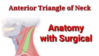 Anterior Triangle of Neck @ Fastsuccess