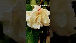 🩷colour change magic 🤍 #reels #views #nature #viral #magic #flower #explore #shorts #fypシ #tranding