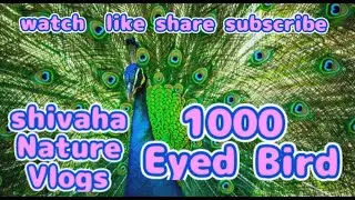 Relax with Nature [42] Thousand Eyed Bird PEACOCK VISUAL TREAT WITH KNOWLEDGE