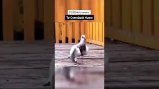 Pigeon fly 20,000km to go back home 🕊️😔