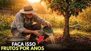 O Segredo da Água de Cinzas que Faz Frutíferas Produzirem Mais.