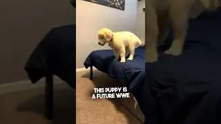 Эта собака &mdash; будущая суперзвезда WWE 😂