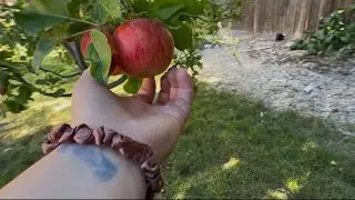 ASMR - Fast tapping and scratching around backyard 🍎w camera tapping/scratching