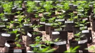 Louisiana House backs expansion of medical marijuana program