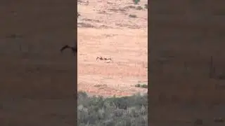 💀Bull Elk Fight To Death💀 (Full Version)