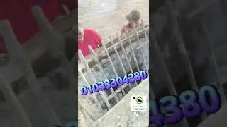 صيانة مضخة شيفنج ٤٢ متر schwing concrete pump