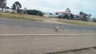 Duck Crossing road. #duck #turkey #animals 