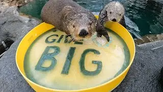 Sea otters Mishka and Sekiu thank you for your support! 🦦 GiveBIG 2024