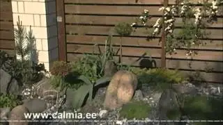 Alpi aed ehk kiviktaimla (Aiasaade, 02.06.2012)