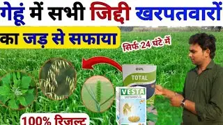 गेहूँ में खरपतवार की सबसे बेस्ट दवा |Wheat Weed Control|Gehu ki khet||2025