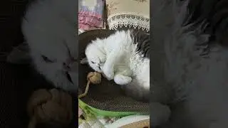 This Sleeping Position is 100100! The Cutest Cat Ever!