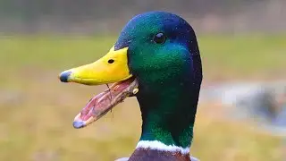 Mallard Duck Couple Close-ups [4K]