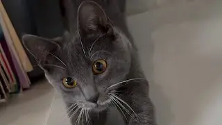 Cats That can Make You Smile 😊 