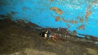 Bombardier beetle || Asian insects