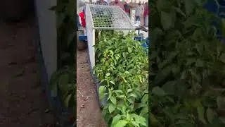 Chili 🌶️ 🌶️ Harvester Moses 1010 || Made By Etgar Mexico || #shorts #farming #agriculture