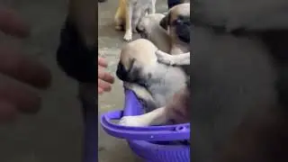 #puppypuppies#