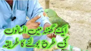 How to speak like humans in one hour | Talking Parrot Trick | Ismail's Parrots