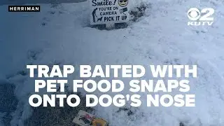 Trap baited with pet food snaps onto dog's nose along Herriman sidewalk