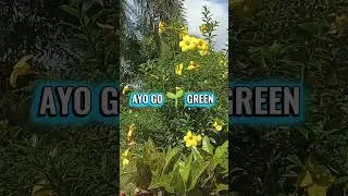 AYO GO 🌱 GREEN #nature