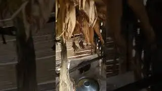 Inside bamboo house in CHT  #bts #bamboo #tribal