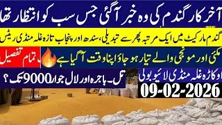 Today Wheat price in punjab//گندم کا ریٹ2026/munji makki till sarso/Galla mandi rate today 2026