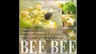 Bee-bee Tree, Tetradium daniellii, Evodia daniellii Tree Seeds - By MySeeds.Co