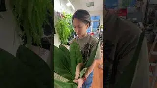 #Anthurium Superboom/Superboom Write to TG #flowerkleptomania #tropicalplants #anturium #plant