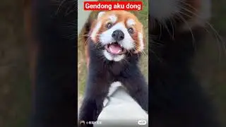 panda merah imut imut #animals #pandamerah #viral #shorts #fyp #trending #lucu #binatang #cat
