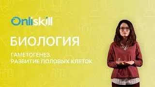 Биология 10 класс : Гаметогенез. Развитие половых клеток