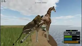 Quick hunt as a lion ROBLOX Wild Savanna