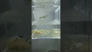 Lepistes balık doğum anı