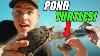 Searching For INVASIVE TURTLES in URBAN POND!! *crazy*
