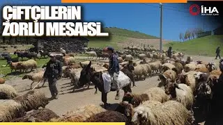 Adilcevaz'da Hayvan Yetiştiricilerinin Zorlu Mesaisi