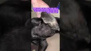 Rushing dog to vet EMERGENCY possible dewclaw dislocation, break or nail snapped #adoptdontshop l